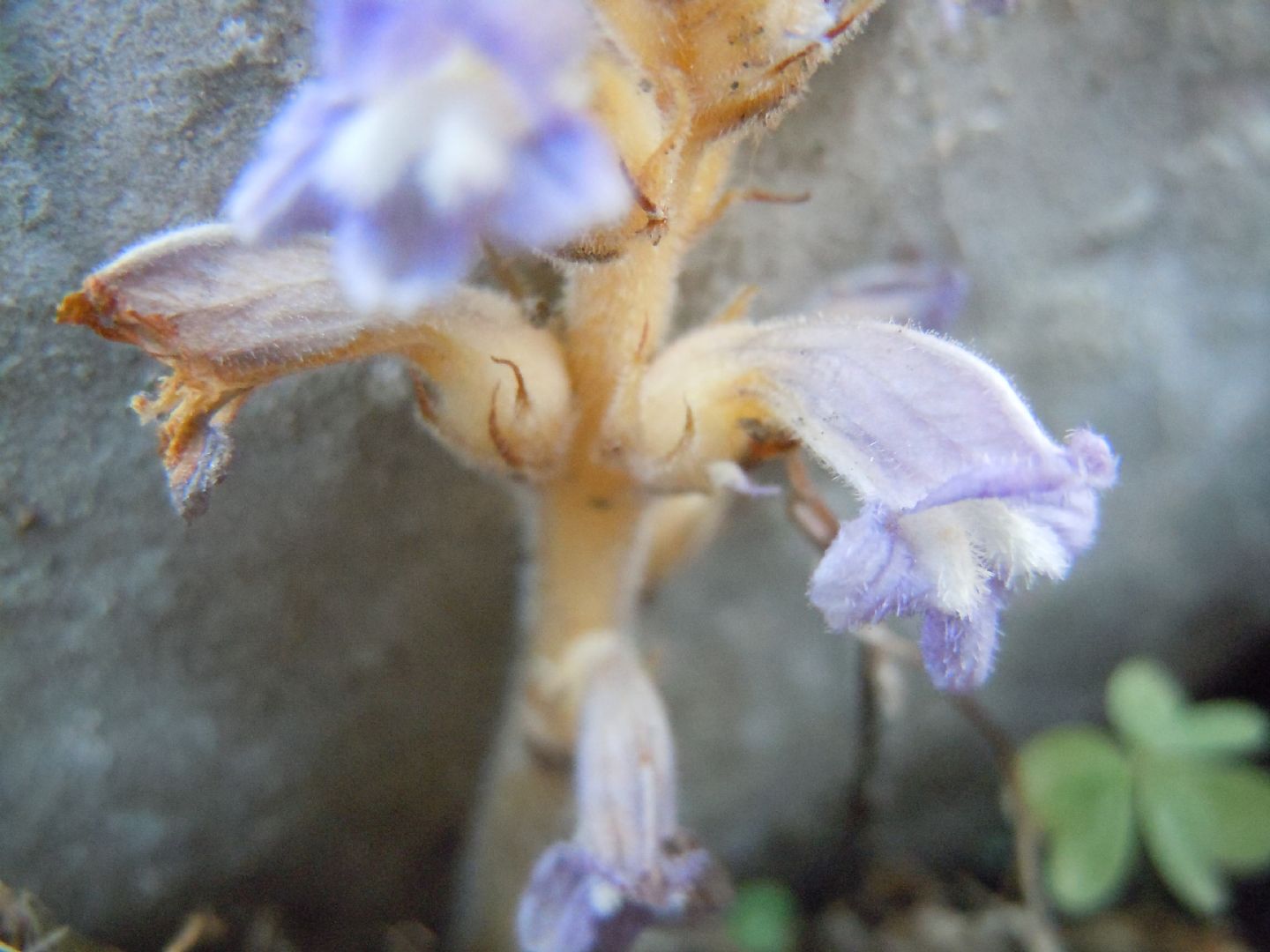 Orobanche (=Phelipanche) nana / Succiamele ramoso